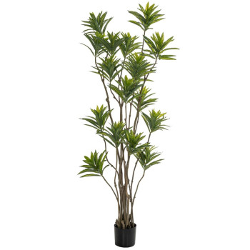 ΦΥΤΟ BAMBOO 180ΕΚ.ΣΕ ΜΑΥΡΗ ΠΛΑΣΤΙΚΗ ΓΛΑΣΤΡΑ (ΔΙΑΜΕΤΡΟΣ 65ΕΚ.) ΠΕΡΙΠΟΥ