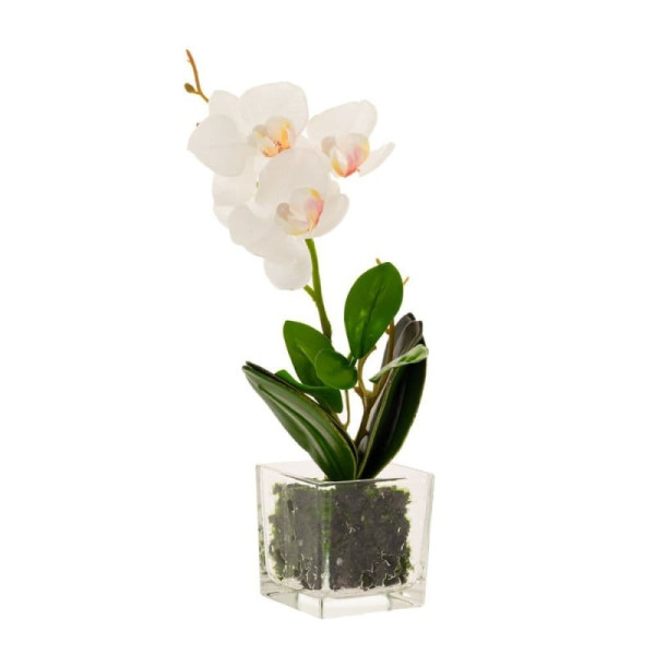 ΟΡΧΙΔΕΑ PHALAENOPSIS ΛΕΥΚΗ ΣΕ ΓΥΑΛΙΝΗ ΒΑΣΗ 30ΕΚ.