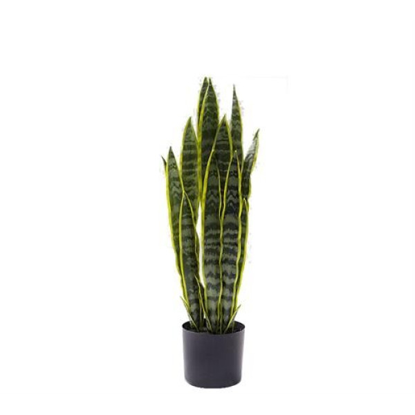 Φυτό Σανσιβιέρια σε κασπό, 80cm