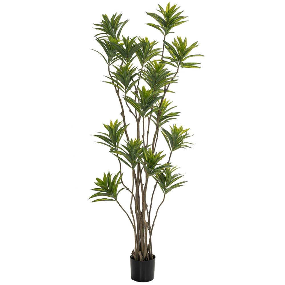 ΦΥΤΟ BAMBOO 180ΕΚ.ΣΕ ΜΑΥΡΗ ΠΛΑΣΤΙΚΗ ΓΛΑΣΤΡΑ (ΔΙΑΜΕΤΡΟΣ 65ΕΚ.) ΠΕΡΙΠΟΥ