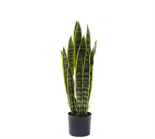 Φυτό Σανσιβιέρια σε κασπό, 80cm