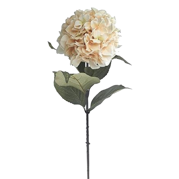 AX812 ΟΡΤΑΝΣΙΑ ΧΡΩΜΑ BUTTER,83EK.