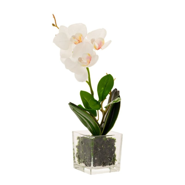 85465 ΟΡΧΙΔΕΑ PHALAENOPSIS ΛΕΥΚΗ ΣΕ ΓΥΑΛΙΝΗ ΒΑΣΗ 30ΕΚ.