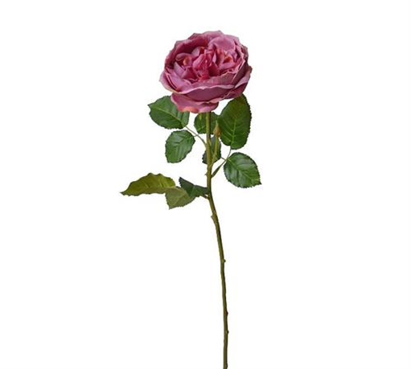 AX707 English rose φούξια, 76cm | ZAROS