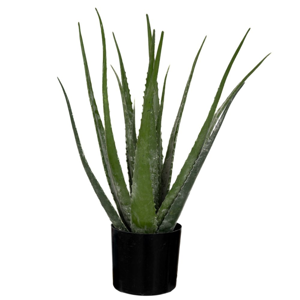 ΔΕ ΦΥΤΟ ΑΛΟΗ ΜΕ 18 ΦΥΛΛΑ 50EK ΣΕ ΠΛΑΣΤΙΚΟ ΚΑΣΠΩ Φ12.5Χ11.5ΕΚ