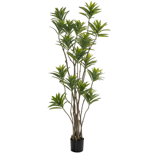 ΔΕ ΦΥΤΟ BAMBOO 180ΕΚ.ΣΕ ΜΑΥΡΗ ΠΛΑΣΤΙΚΗ ΓΛΑΣΤΡΑ (ΔΙΑΜΕΤΡΟΣ 65ΕΚ.) ΠΕΡΙΠΟΥ