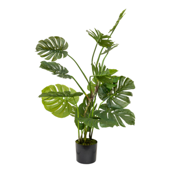 ΦΥΤΟ ΦΙΛΟΔΕΝΔΡΟ (MONSTERA) ΜΕ ΓΛΑΣΤΡΑ ΜΕΓΕΘΟΣ 128ΕΚ