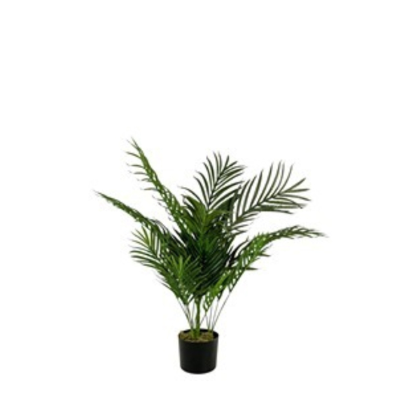 ΦΥΤΟ ΦΟΙΝΙΚΑΣ 90εκ